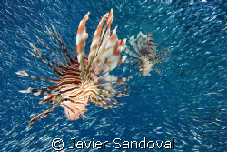 lionfish hunting by Javier Sandoval 